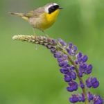 乐鱼app下载:让你随时随地体验精彩游戏乐趣 sjsnt