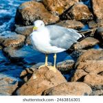 乐虎国际平台:探索全新在线娱乐体验的最佳选择 z8302vu