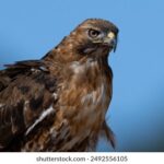 168现场开奖直播全程实况精彩放送 5tqgrmh