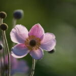 168彩票开奖网最新官方开奖公告与结果查询 qpphzq