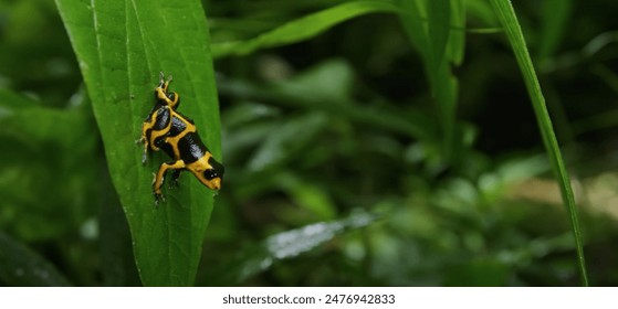 168济州开奖最新结果揭晓与全程回顾