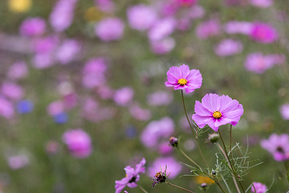 16开奖com最新开奖号码查询与结果公布 16开奖com最新开奖号码查询与结果公布
